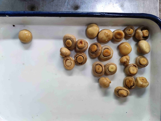 Gesneden Tin Canned Champignon Mushroom met Water