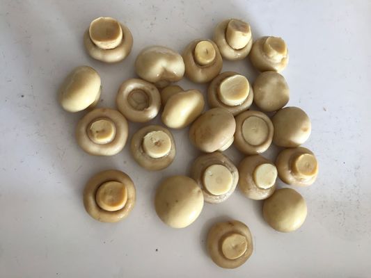 Champignon Champignonstijl Groenten in Blik met Pure Natuurlijke Smaak Champignon Champignon in Blik voor de Voedingsindustrie